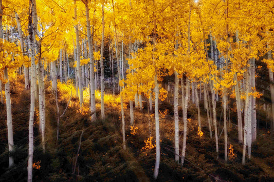 Golden Aspens