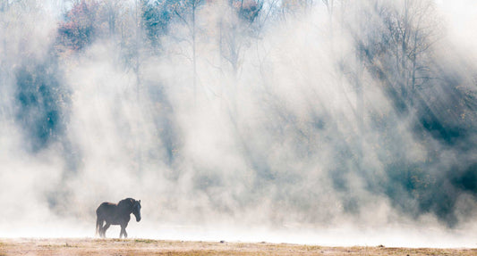 Morning Pasture