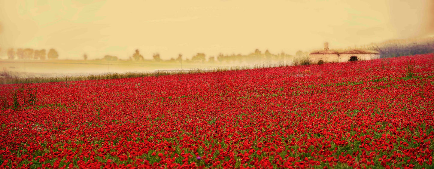 Poppies in Puglia